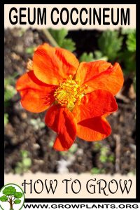 How to grow Geum coccineum