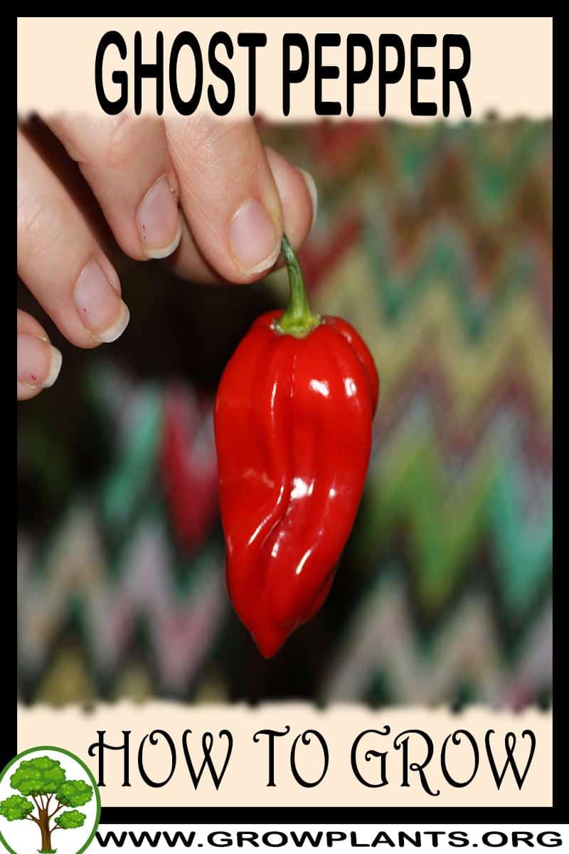 How to grow Ghost pepper