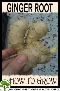 How to grow Ginger root