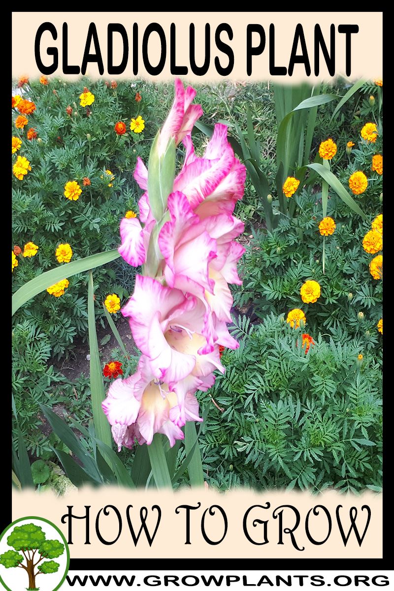 How to grow Gladiolus