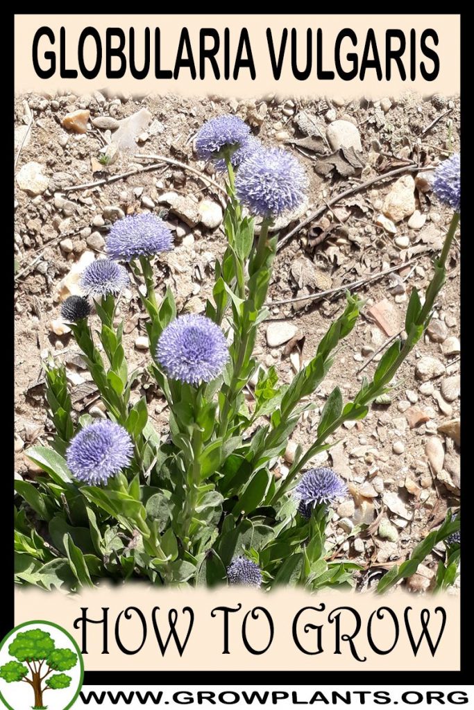 How to grow Globularia vulgaris