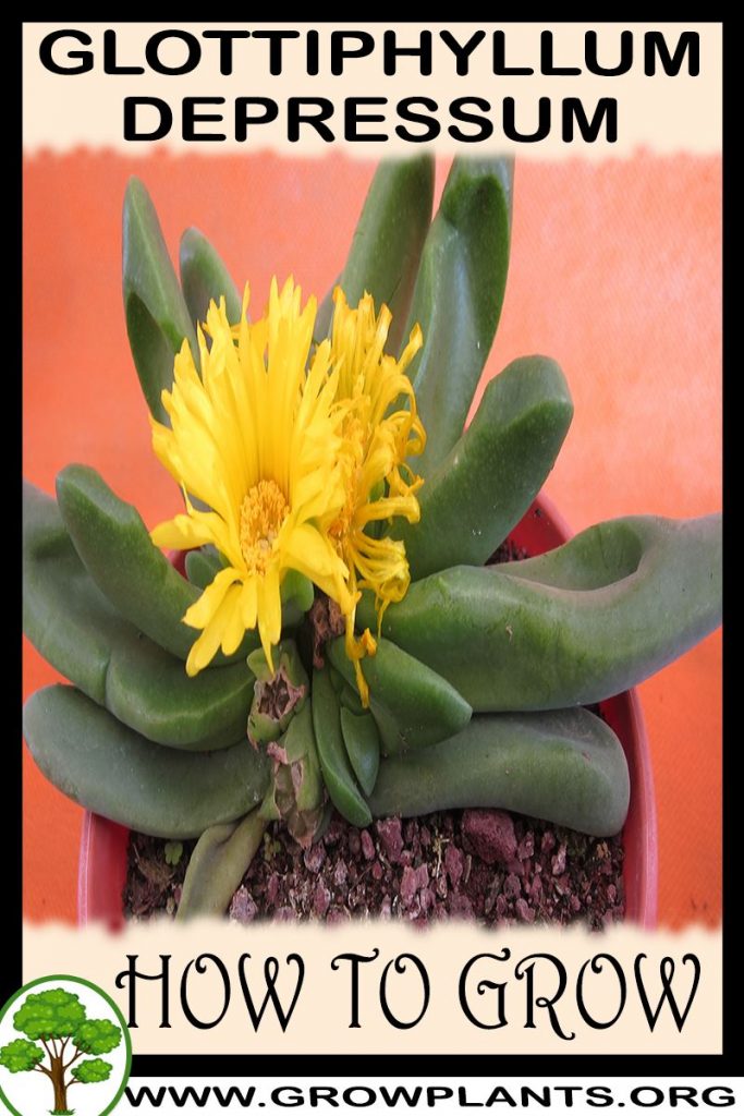 How to grow Glottiphyllum depressum