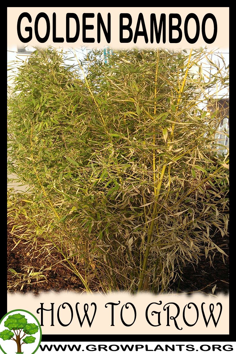 How to grow Golden bamboo