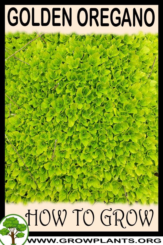 How to grow Golden oregano