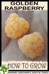 How to grow Golden raspberry