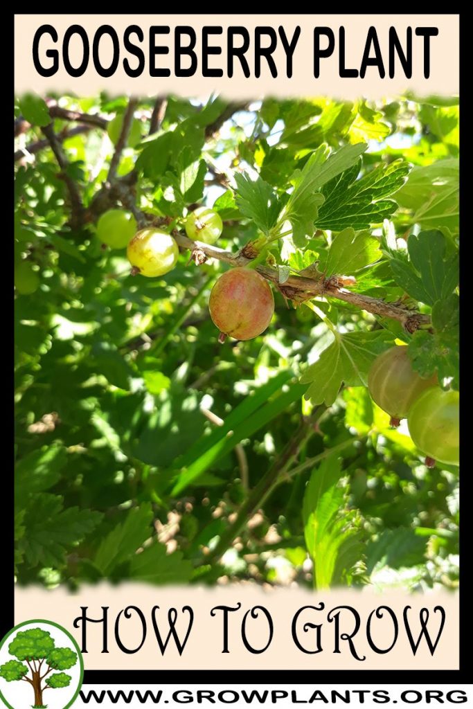 How to grow Gooseberry