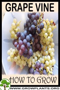 How to grow Grape vine