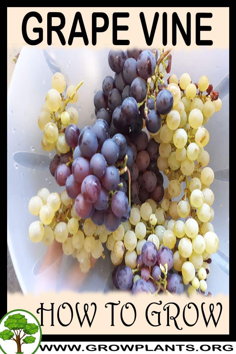 How to grow Grape vine