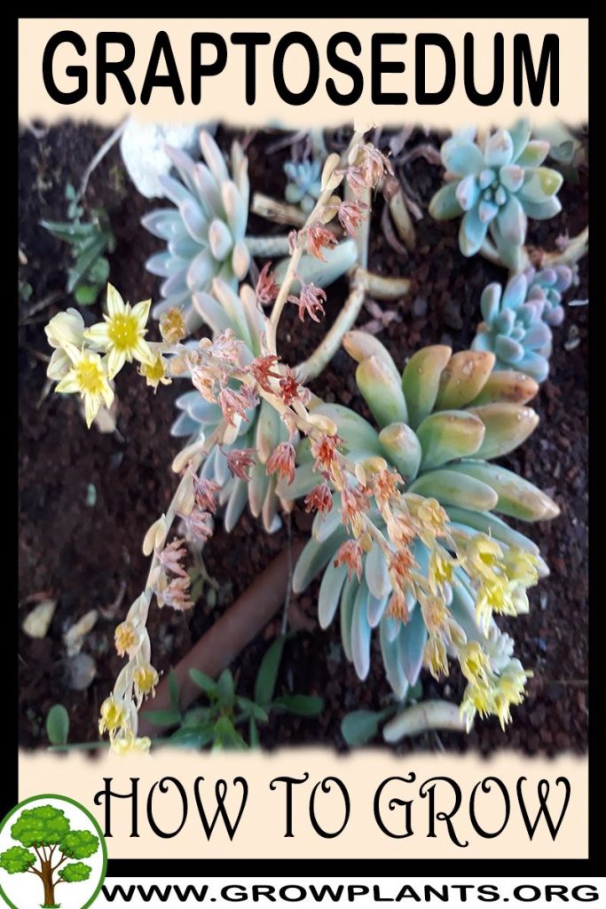 How to grow Graptosedum