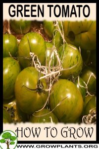How to grow Green tomato