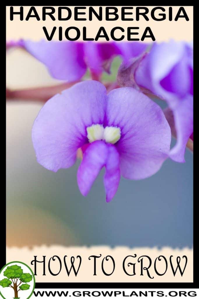 How to grow Hardenbergia violacea