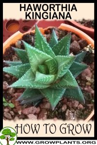 How to grow Haworthia kingiana