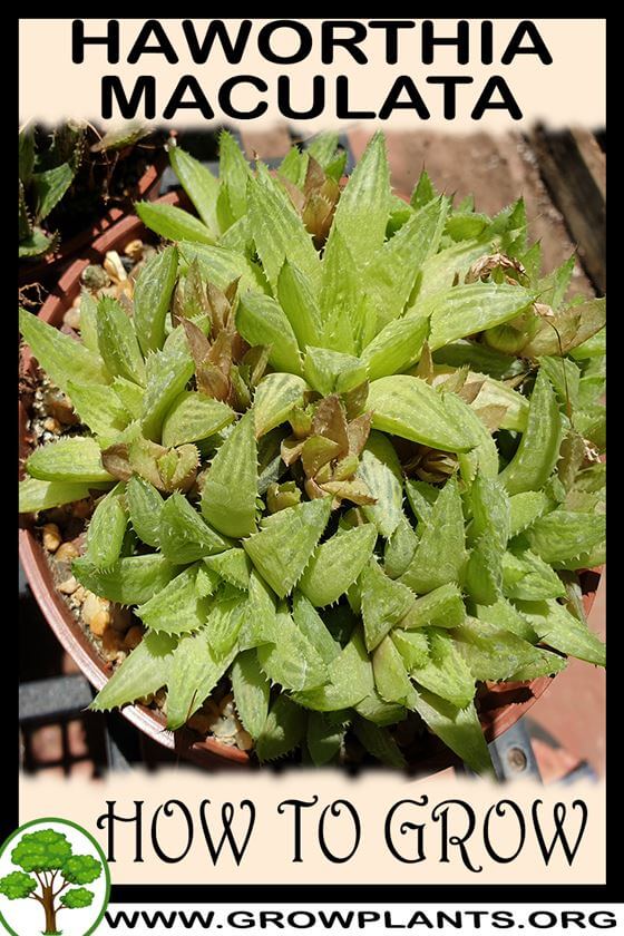 How to grow Haworthia maculata