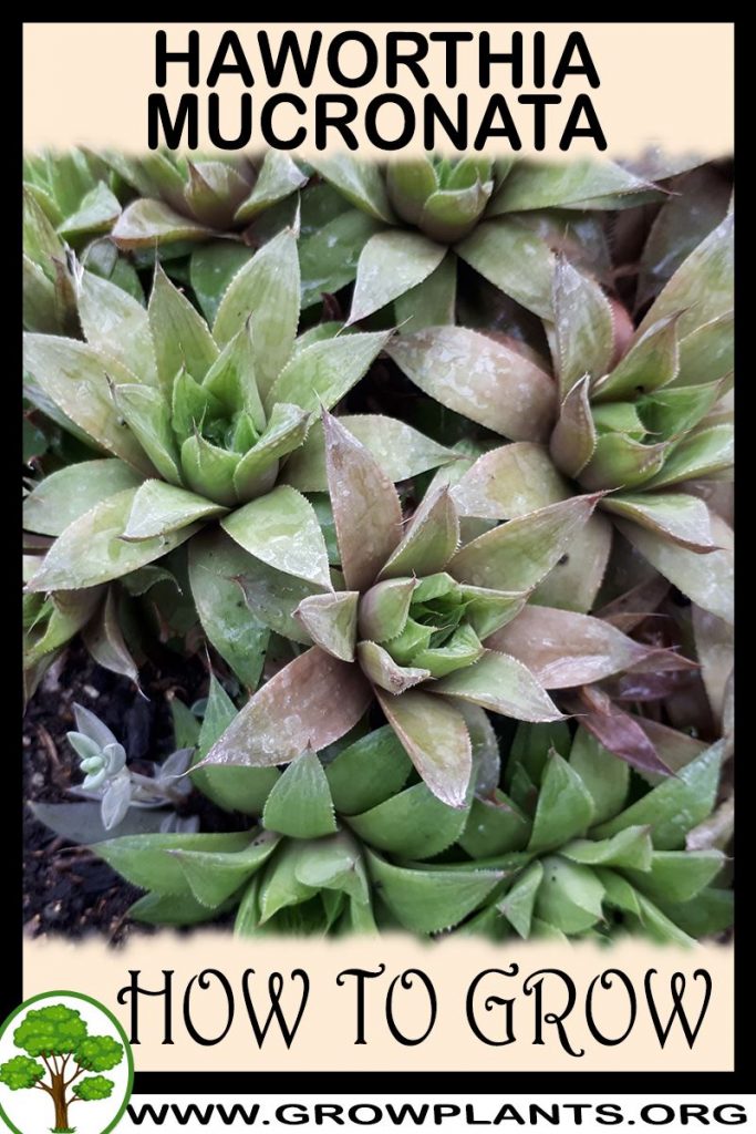 How to grow Haworthia mucronata