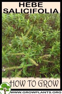 How to grow Hebe salicifolia