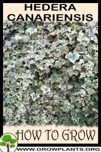 How to grow Hedera canariensis