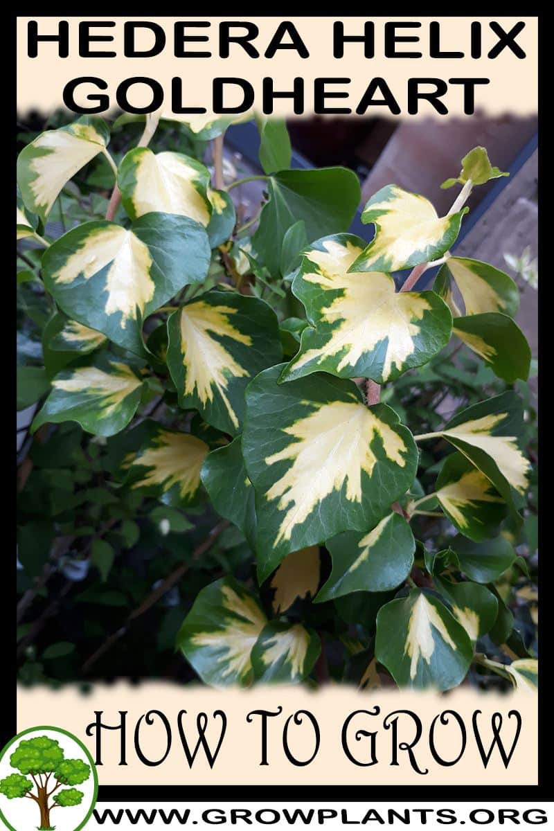 How to grow Hedera helix Goldheart