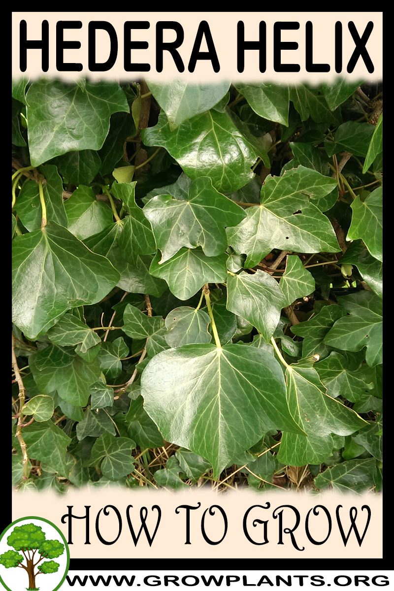 How to grow Hedera helix