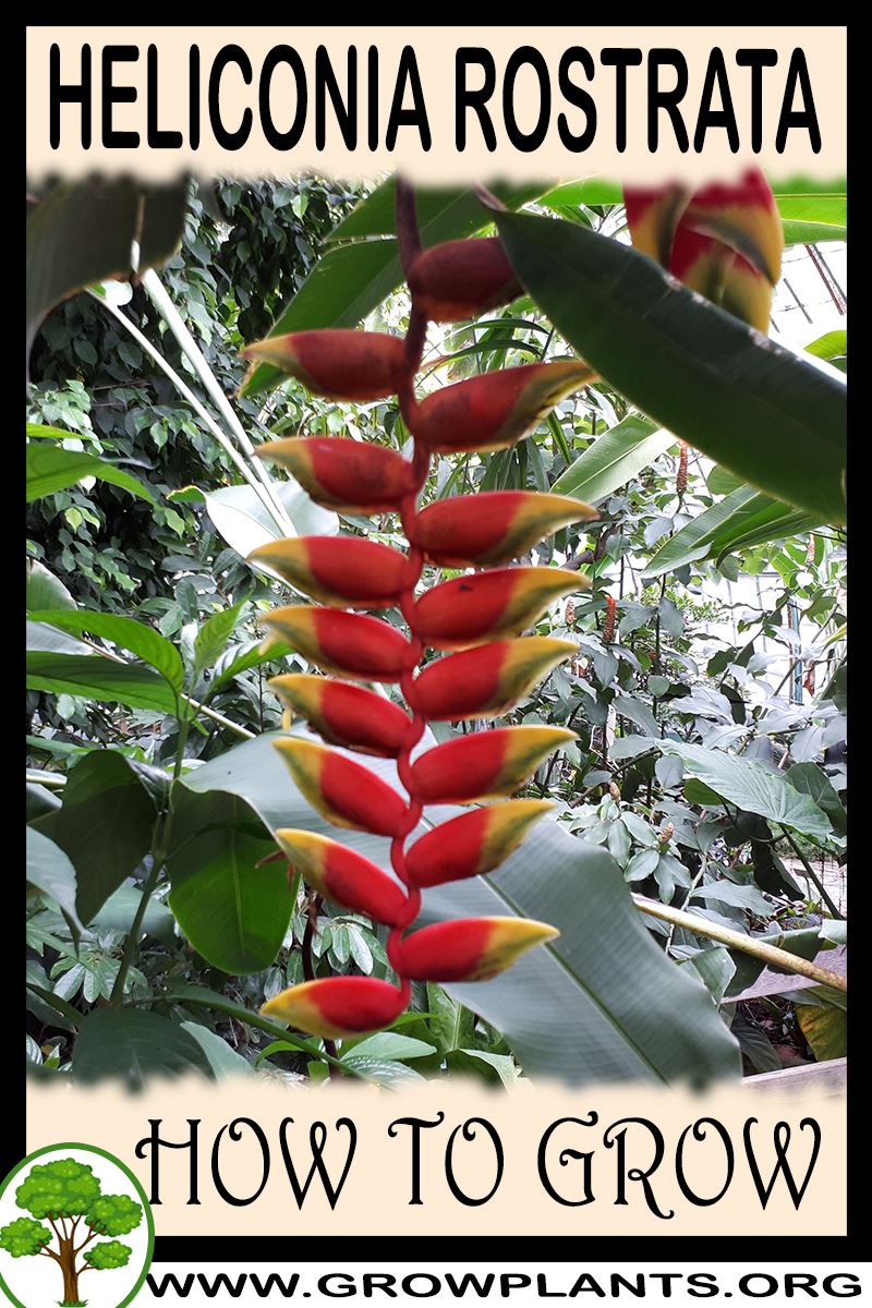 How to grow Heliconia rostrata