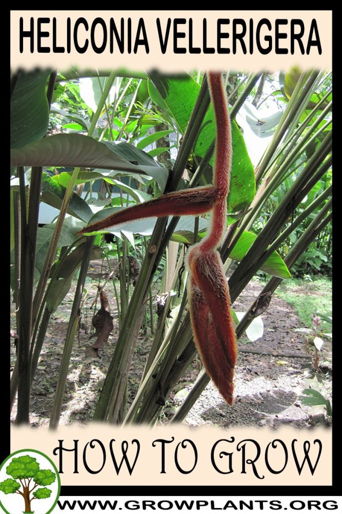How to grow Heliconia vellerigera