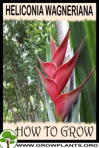 How to grow Heliconia wagneriana