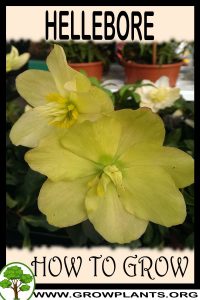How to grow Hellebore