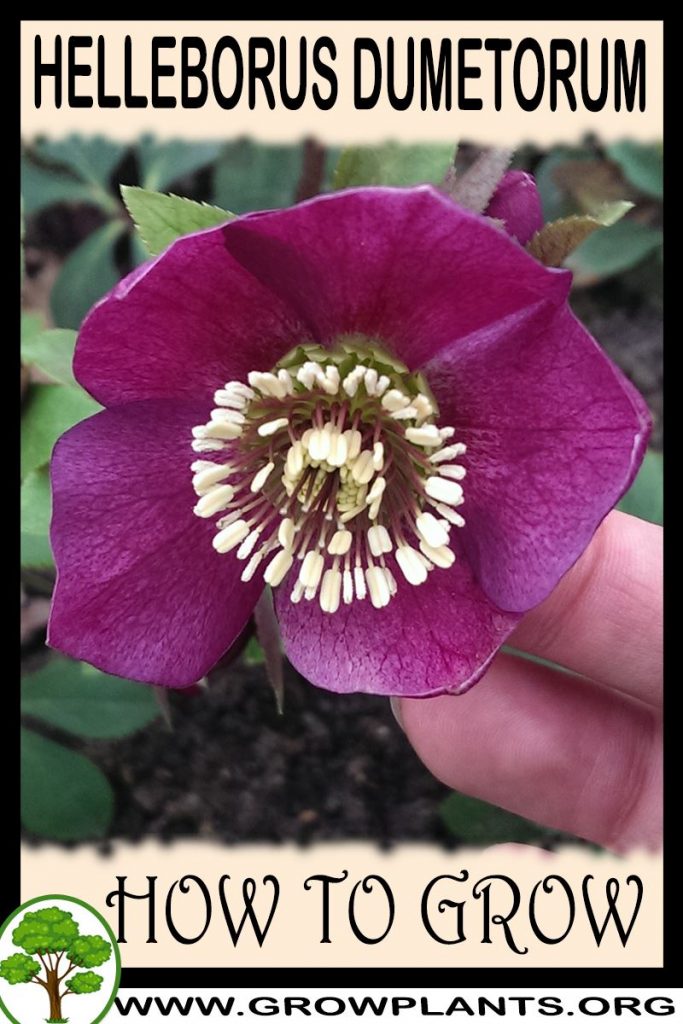 How to grow Helleborus dumetorum
