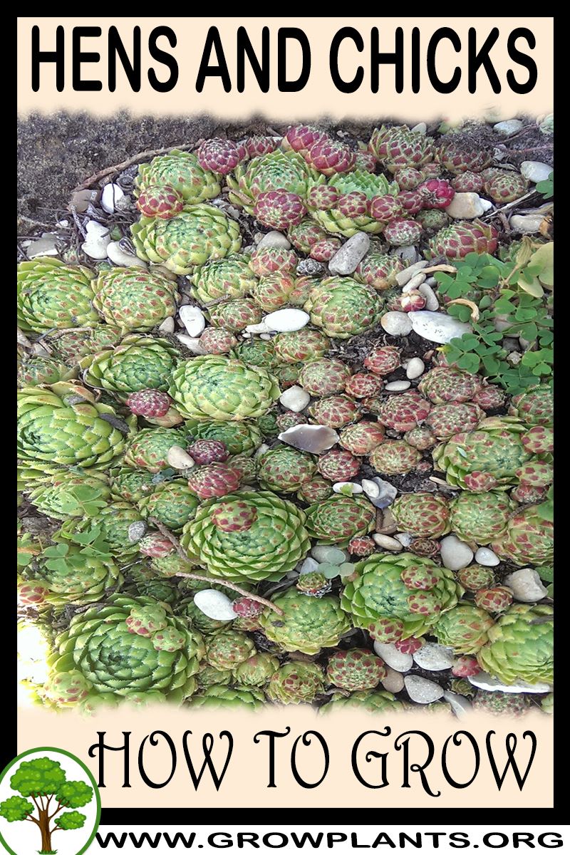 How to grow Hens and chicks