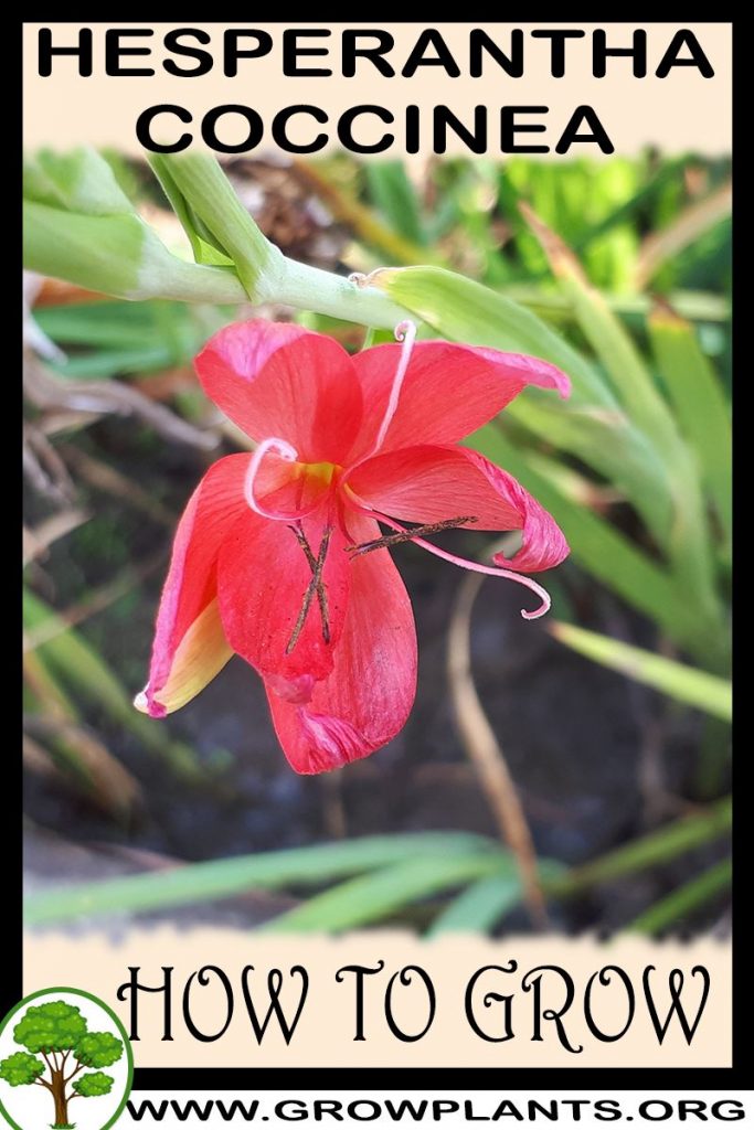 Hesperantha coccinea - How to grow & care