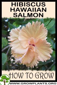 How to grow Hibiscus Hawaiian Salmon