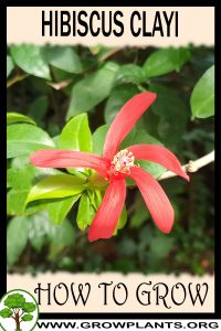 How to grow Hibiscus clayi