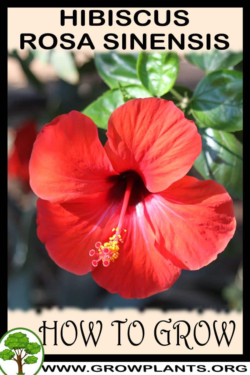 How to grow Hibiscus rosa sinensis