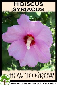 How to grow Hibiscus syriacus