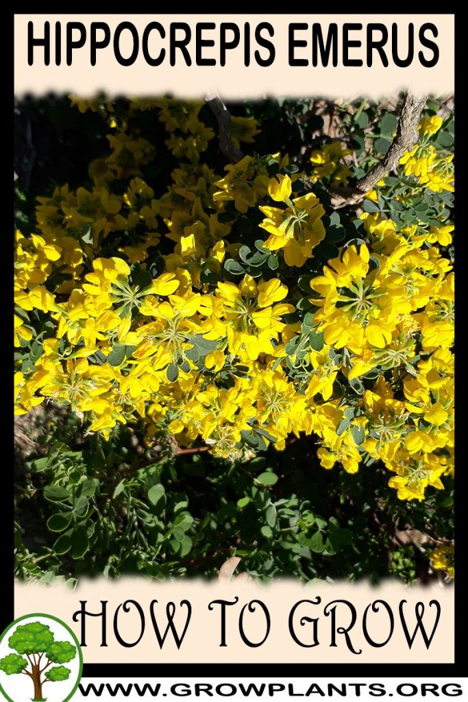 How to grow Hippocrepis emerus