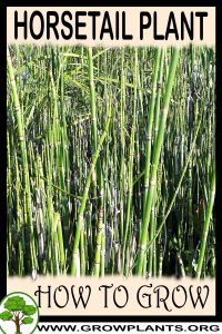 How to grow Horsetail plant