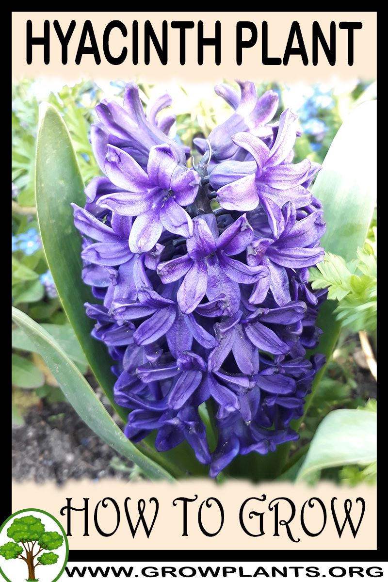 How to grow Hyacinth