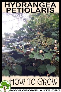 How to grow Hydrangea petiolaris