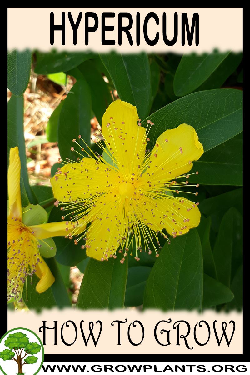 Hypericum - How To Grow & Care