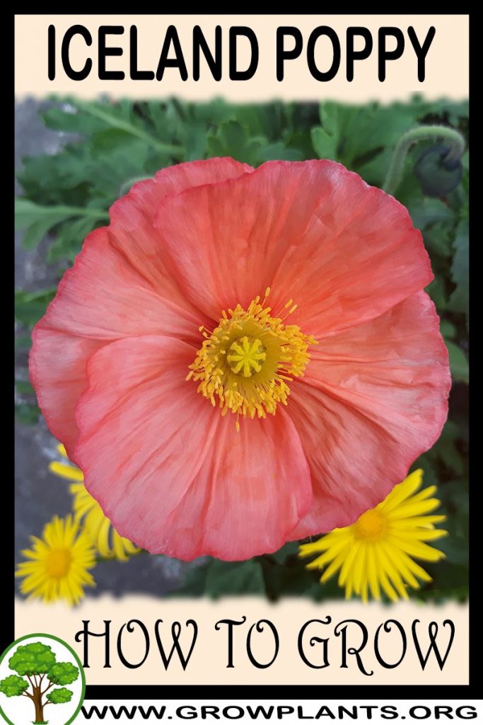 How to grow Iceland poppy
