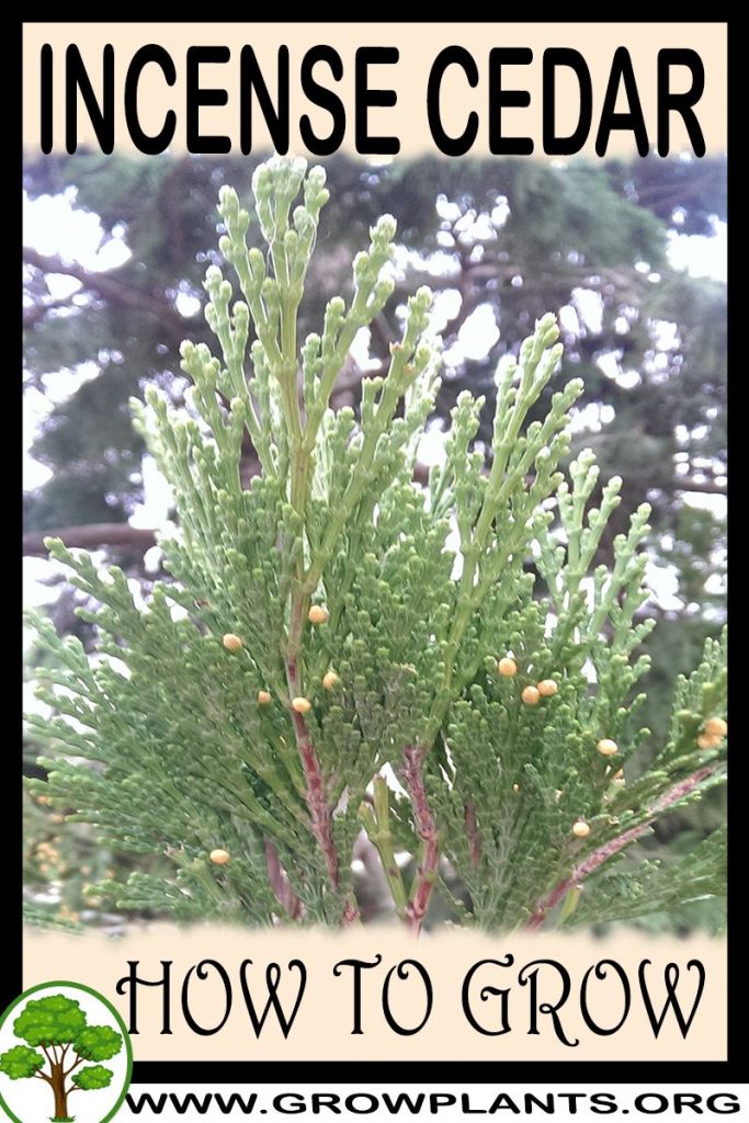 How to grow Incense cedar