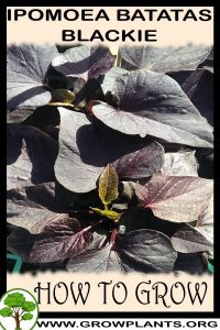 How to grow Ipomoea batatas blackie
