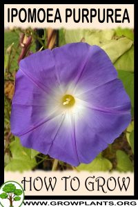 How to grow Ipomoea purpurea