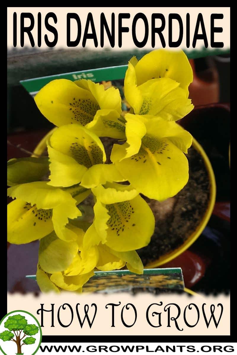 How to grow Iris danfordiae
