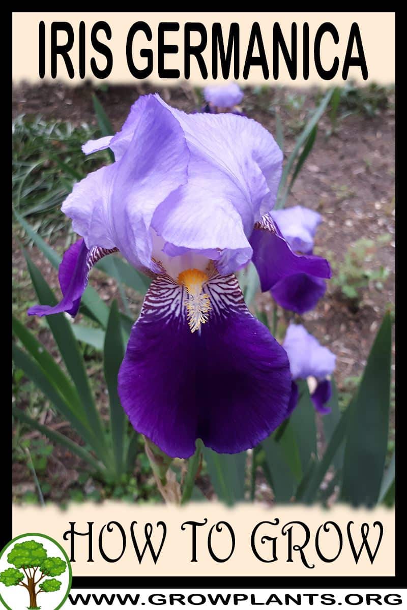 How to grow Iris germanica