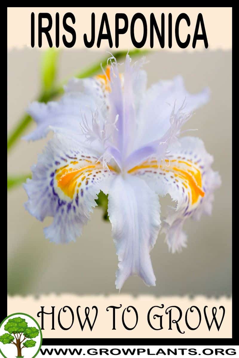 How to grow Iris japonica