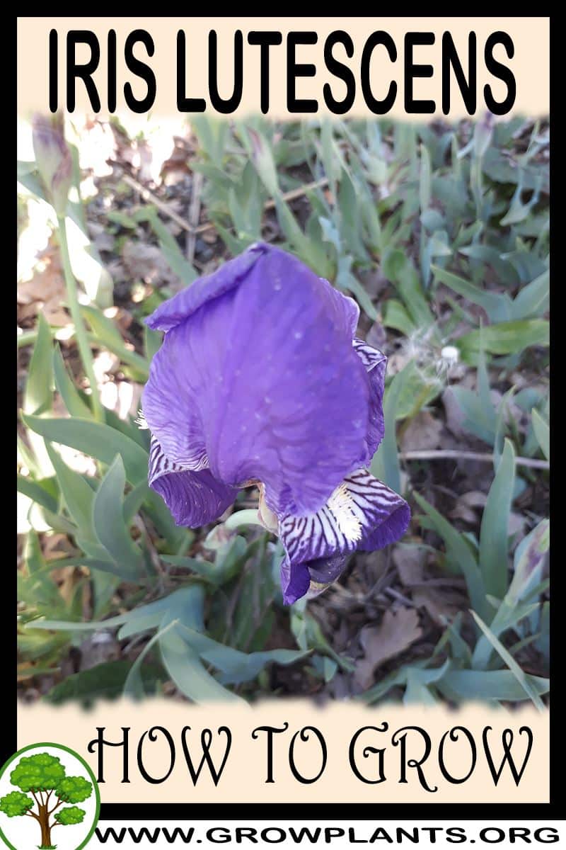 How to grow Iris lutescens