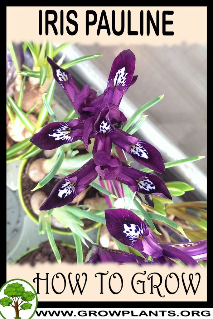 How to grow Iris pauline