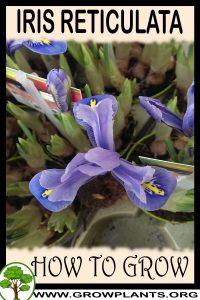 How to grow Iris reticulata