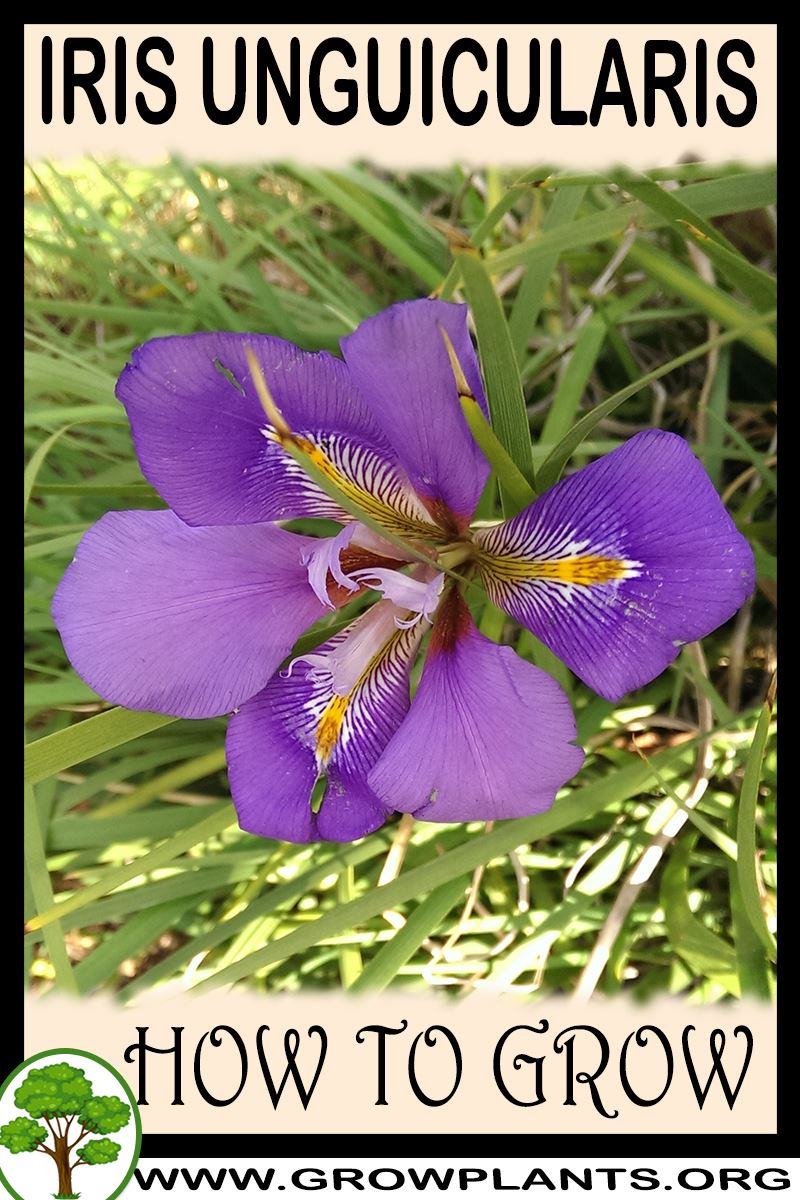 How to grow Iris unguicularis