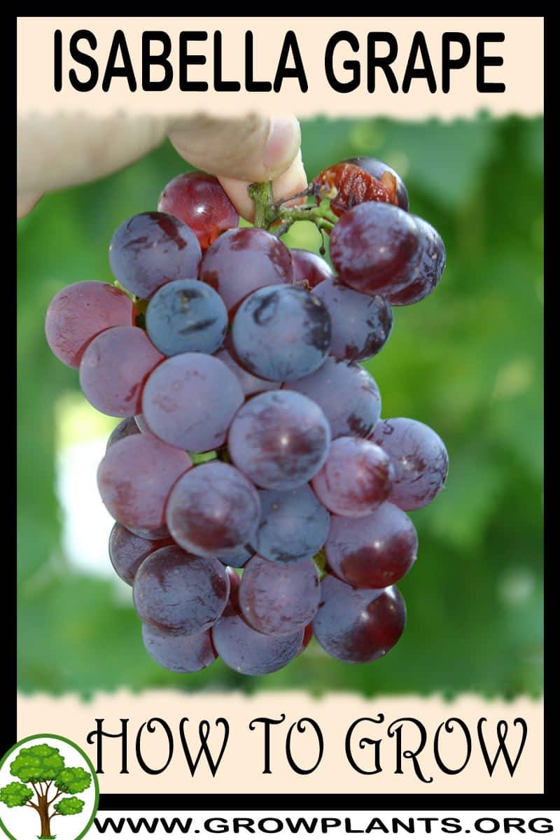 How to grow Isabella grape